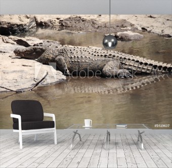 Picture of Crocodile 